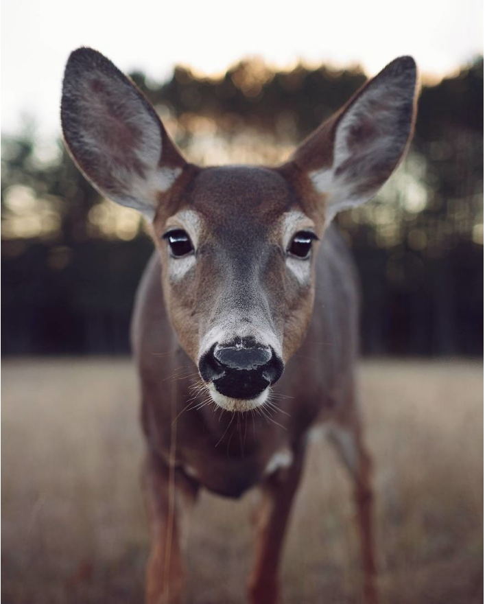 动物摄影：来自野生动物的光圈和诱惑